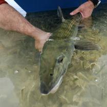 Abaco Lodge