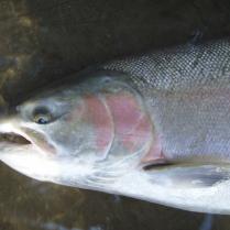 Deschutes Day Floats for trout and steelhead