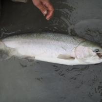 Deschutes Day Floats for trout and steelhead