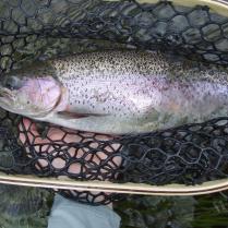 Deschutes Day Floats for trout and steelhead