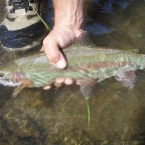 Deschutes Day Floats for trout and steelhead