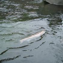 Deschutes Day Floats for trout and steelhead