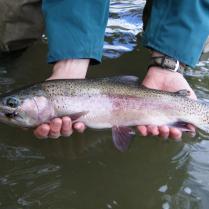 Deschutes Day Floats for trout and steelhead